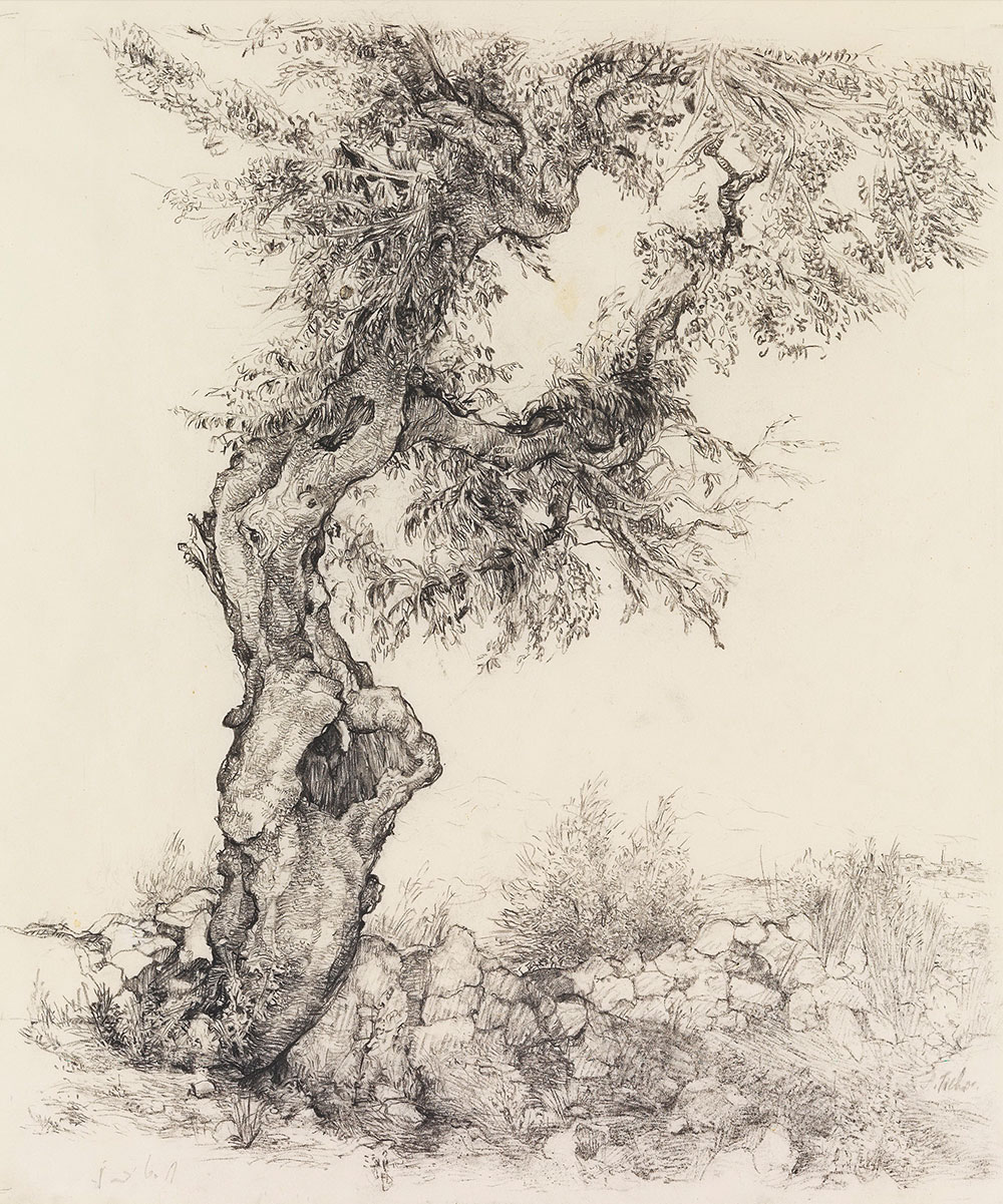 Anna Ticho, Old Olive Tree, 1935. szénrajz, 40x34,5 cm (forrás: jwa.org)