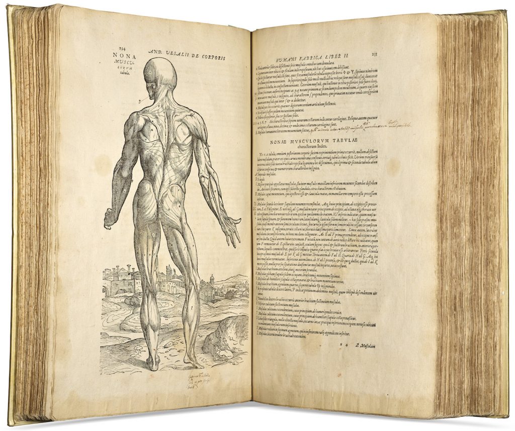 Andreas Vesalius, De humani corporis fabrica libri septem, második kiadás, 1555 (forrás: Christie's / artnet.com)